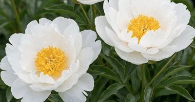 three white peonies with yellow centers in a garden