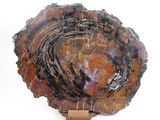an image of a piece of petrified stone