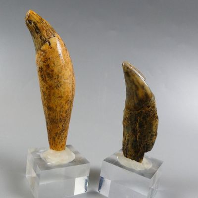 Fossiles de collection. Duo de canines d’ours des cavernes. - Photo 1