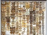 a lot of butterflies on display in a glass case
