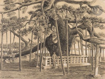 dessin représentant un grand arbre dans un parc, près d'une clôture
