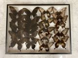 a picture of a display of butterflies in a glass case