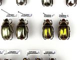 many different types of beetles on display in a display case