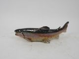 a small fish that is sitting on a white surface