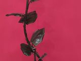 a rose that is sitting on a stand in front of a pink wall