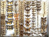 many different kinds of moths displayed in a white box