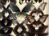 a lot of butterflies that are on display in a box