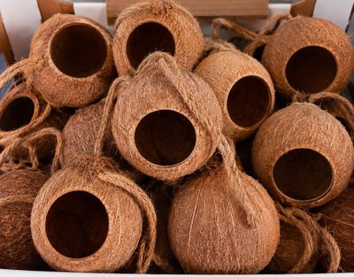 de nombreuses noix de coco dans un saladier blanc posé sur une table