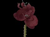 a red flower that is in the middle of a stem