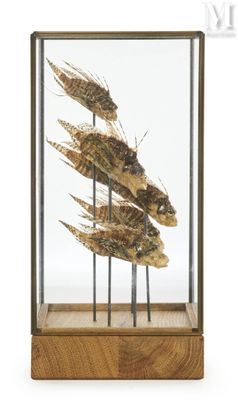 a display case with a bunch of dried fish in it