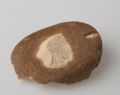 a piece of bread that has been cut in half