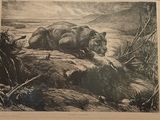 un dessin représentant un ours allongé sur un rocher