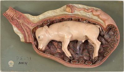 une figurine représentant un cochon à l'intérieur d'un coquillage