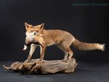 a fox that is holding a dead bird in its mouth
