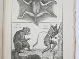 an old book with a drawing of a bat and other animals