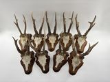 six crânes de cerfs accrochés au mur, accompagnés de têtes d'antilopes