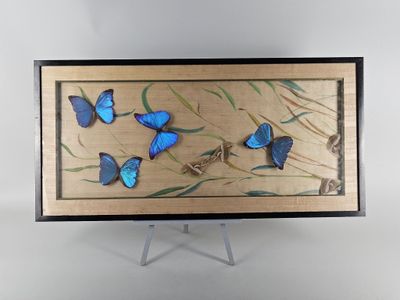 blue butterflies in a wooden frame on a white background