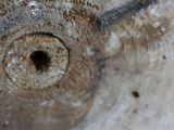 a close up of a piece of wood with a hole in it