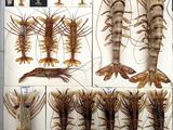 many different types of lobsters displayed in a glass case