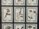 a picture of a picture of a bunch of different plants