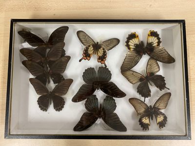 many butterflies in a glass box on a table