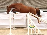 a horse that is jumping over an obstacle