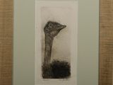 framed drawing of an ostrich in a frame on a wall