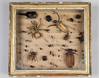 une photo d'une photo représentant des bestioles et autres insectes, dans un cadre
