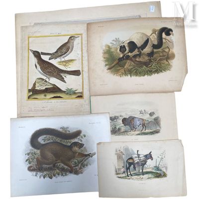 several birds and other animals are shown in a book