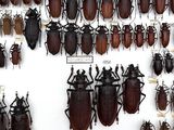 a lot of beetles that are hanging on the wall