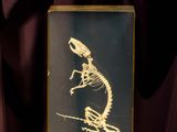 the skeleton of a lizard is displayed in a glass box
