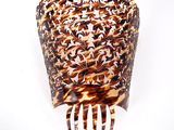 a large tortoise shell on a fork on a white surface