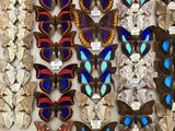 many different types of butterflies on display in a display case