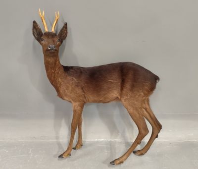 un faux cerf posé sur une surface blanche