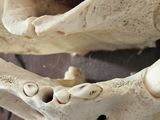 a close up of a sculpture of a dog ' s head