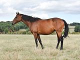a horse that is standing in the grass in the field