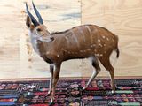 a small antelope standing on a rug in a room