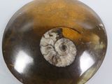 a fossil in the middle of a rock on a white surface
