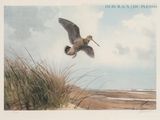 un tableau représentant un oiseau qui vole au-dessus du sable