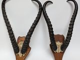 pair of antelope horns mounted on a wooden plaque
