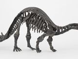 On voit l'image d'un squelette de dinosaure sur un fond blanc.