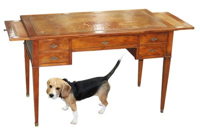 un chien qui se tient debout sous un bureau