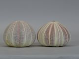 two sea urns that are sitting on a table