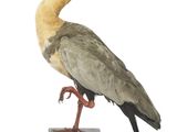 a bird that is standing on a black stand