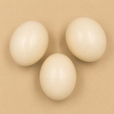 trois œufs blancs posés les uns à côté des autres sur une table