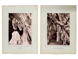 deux photos en noir et blanc représentant quelques arbres dans une forêt