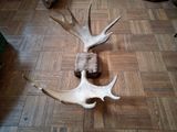 a deer antler that is laying on the floor