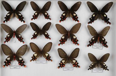 de nombreux papillons exposés dans une vitrine