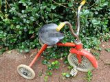 un tricycle rouge posé par terre