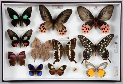 de nombreux types de papillons exposés dans une boîte